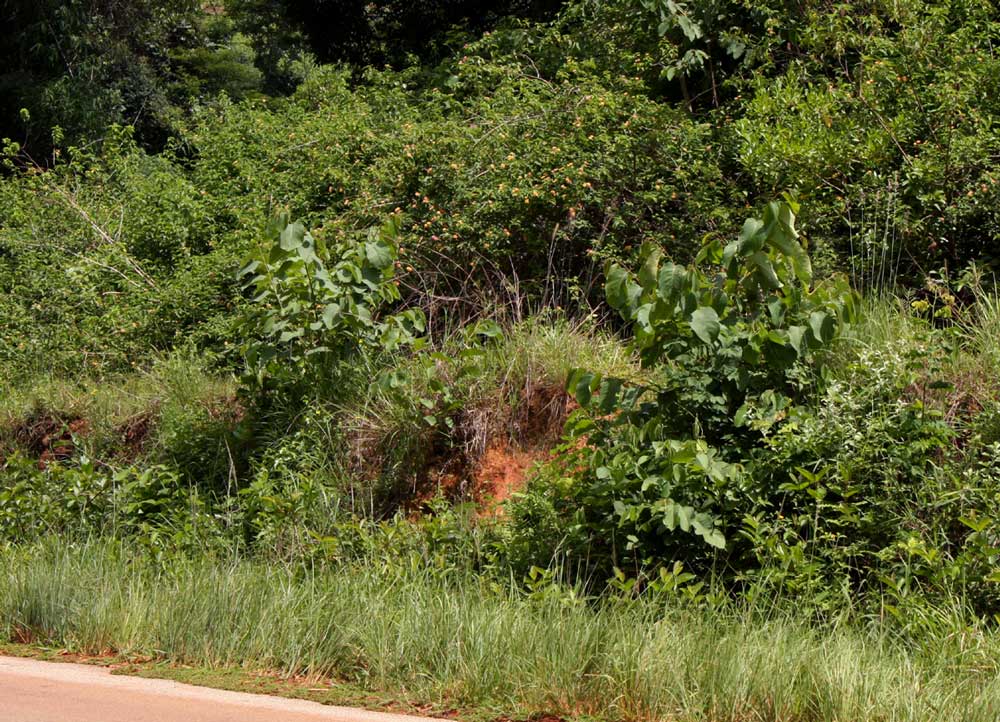 Annona senegalensis subsp. senegalensis Annona senegalensis subsp. senegalensis