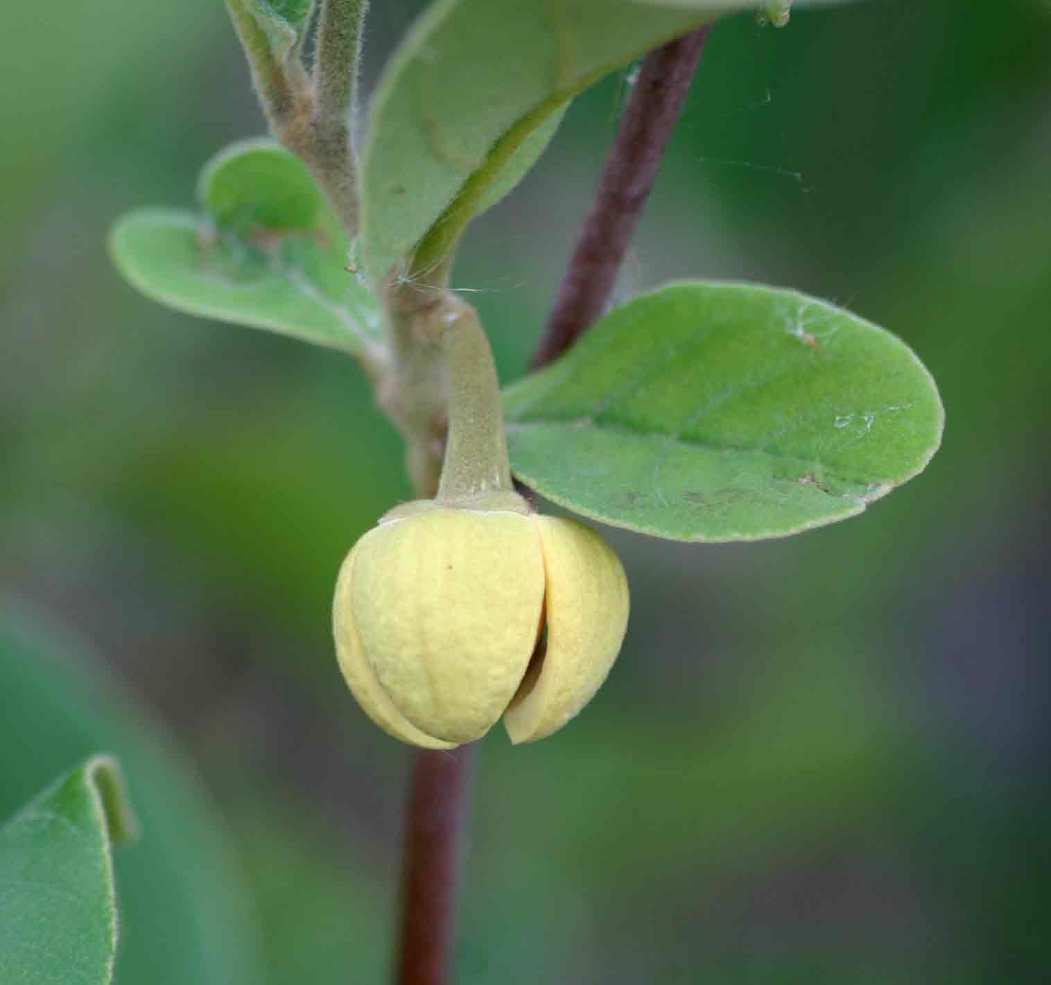 Annona stenophylla subsp. nana Annona stenophylla subsp. nana