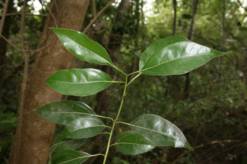 Cinnamomum camphora