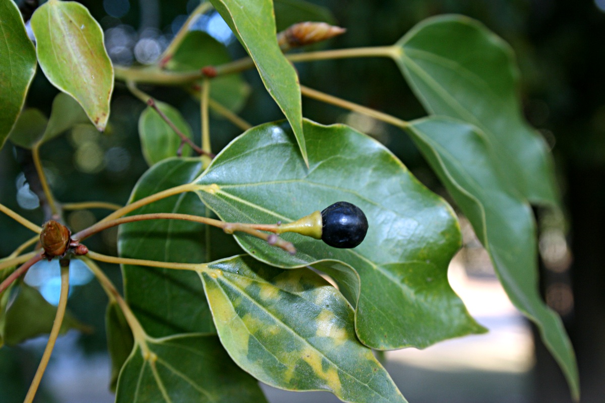 Cinnamomum camphora