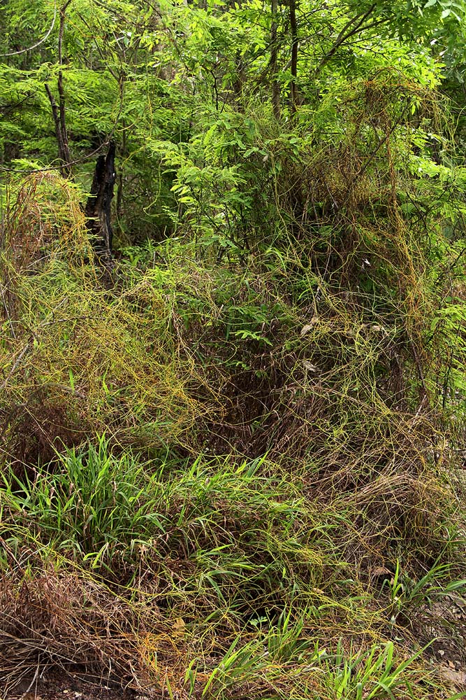 Cassytha filiformis Cassytha filiformis