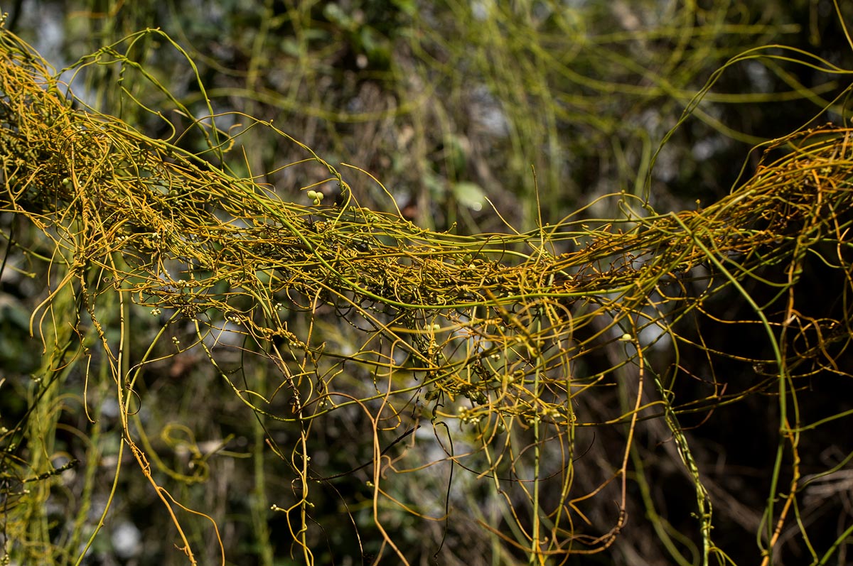 Cassytha filiformis