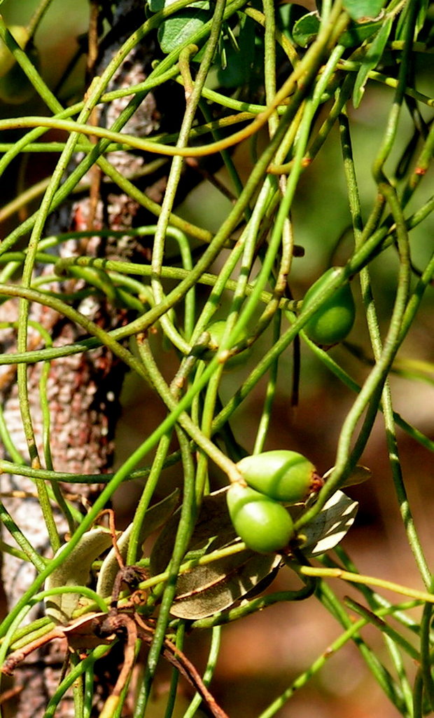 Cassytha filiformis
