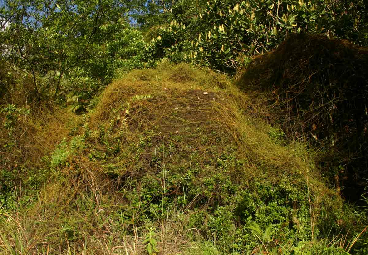Cassytha pondoensis var. pondoensis