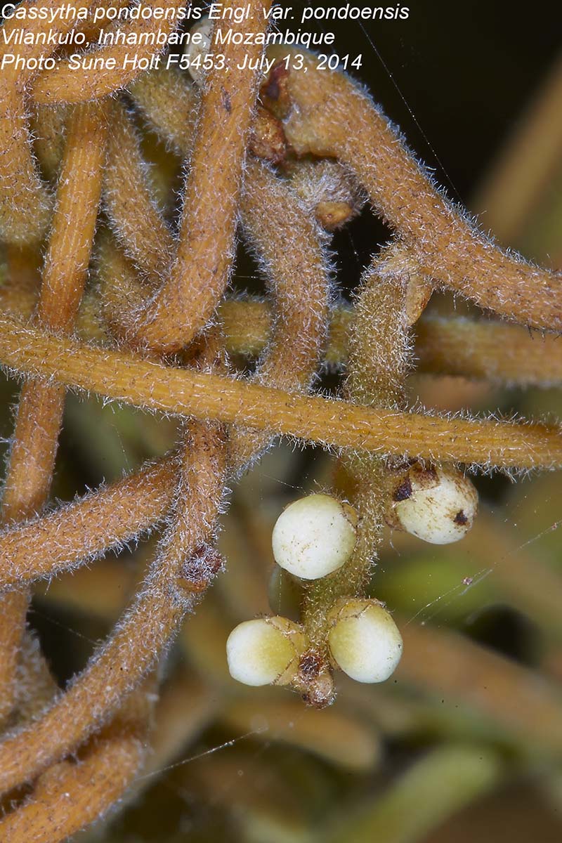 Cassytha pondoensis var. pondoensis