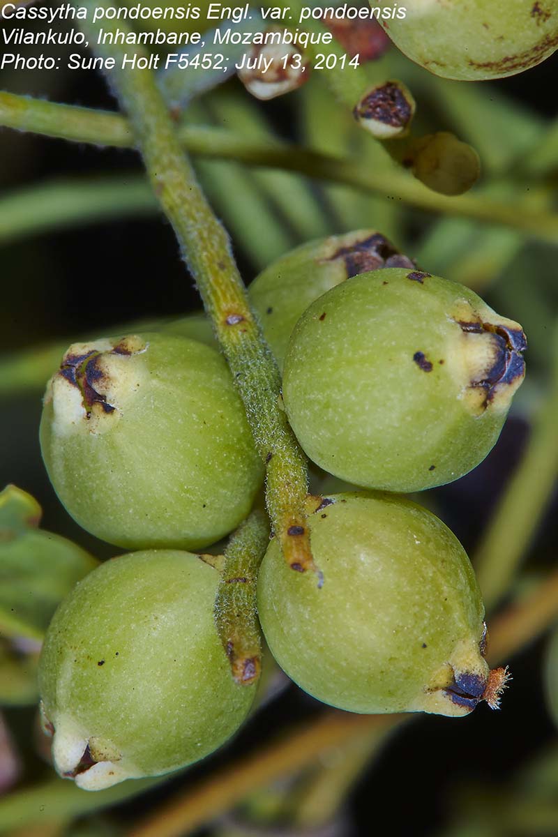 Cassytha pondoensis var. pondoensis