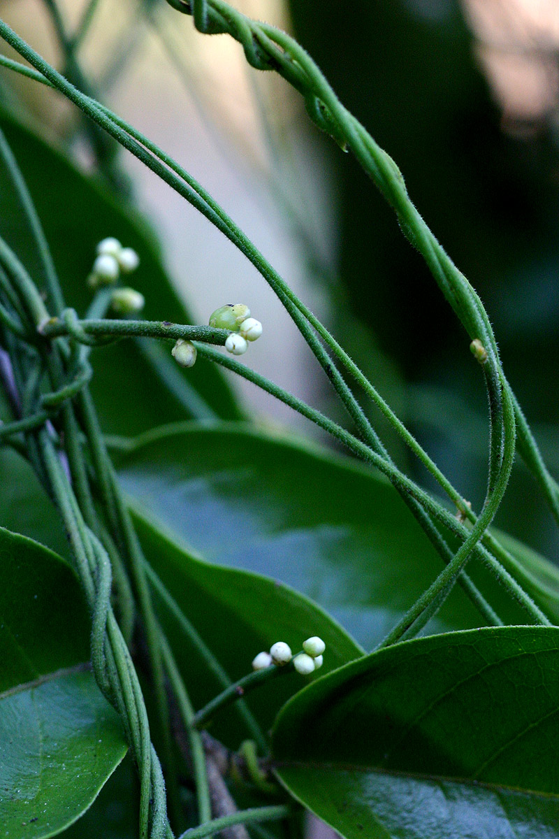Cassytha pondoensis var. pondoensis