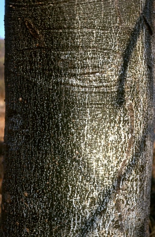 Gyrocarpus americanus subsp. africanus Gyrocarpus americanus subsp. africanus