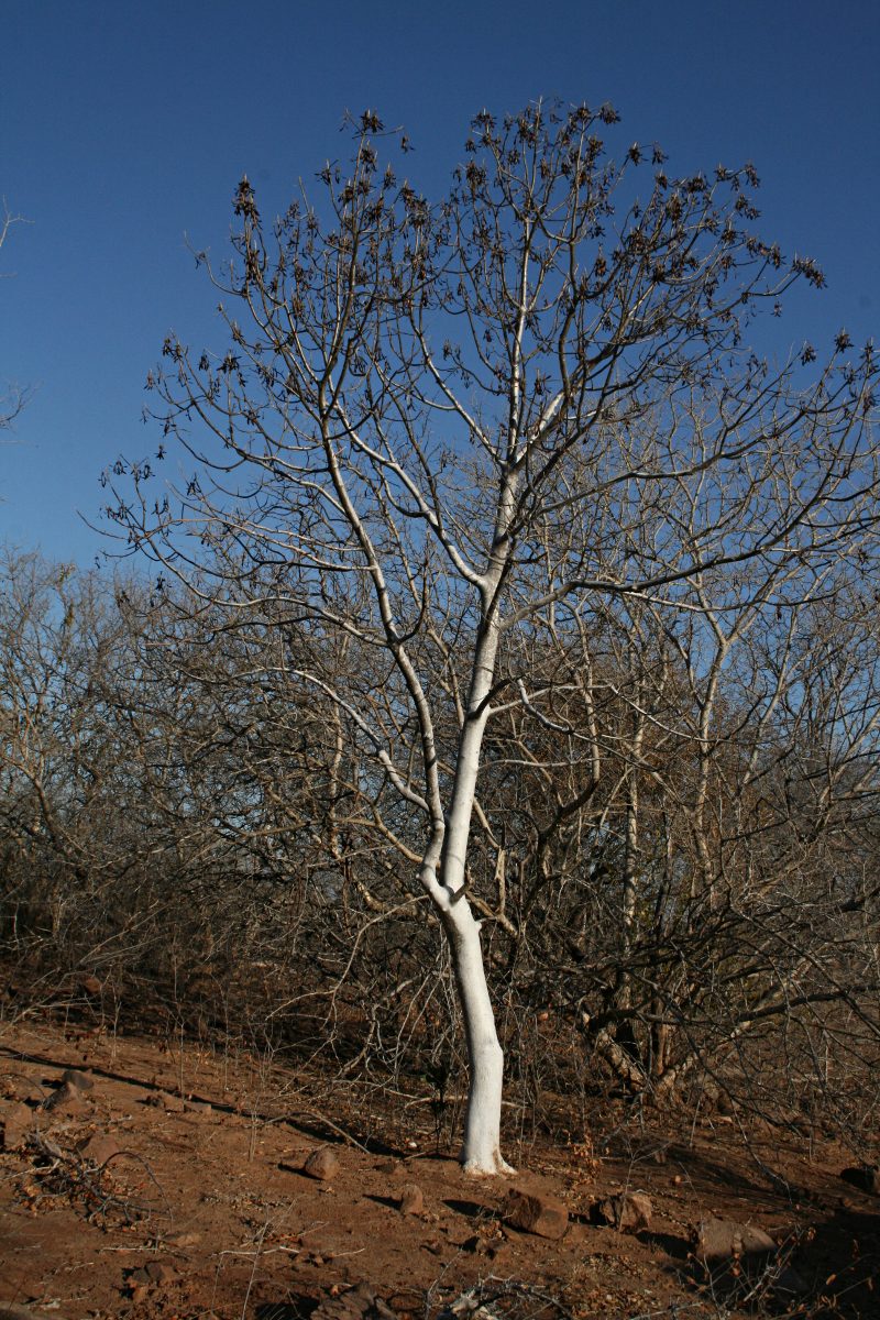 Gyrocarpus americanus subsp. africanus