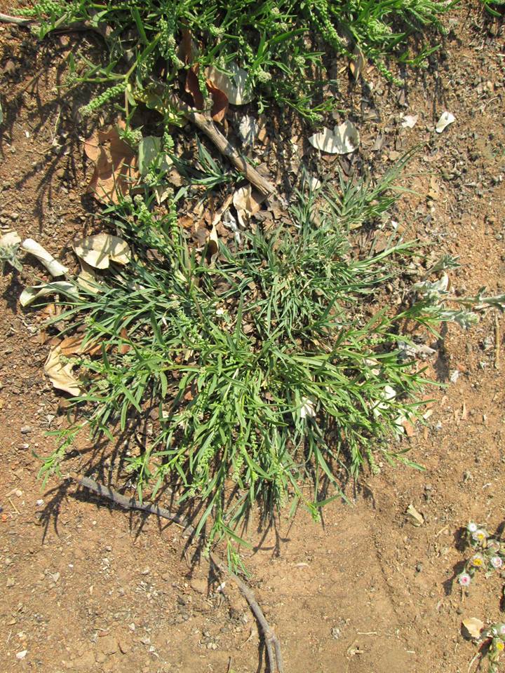 Coronopus integrifolius