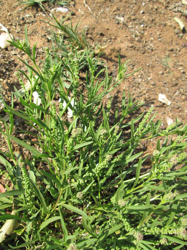 Coronopus integrifolius