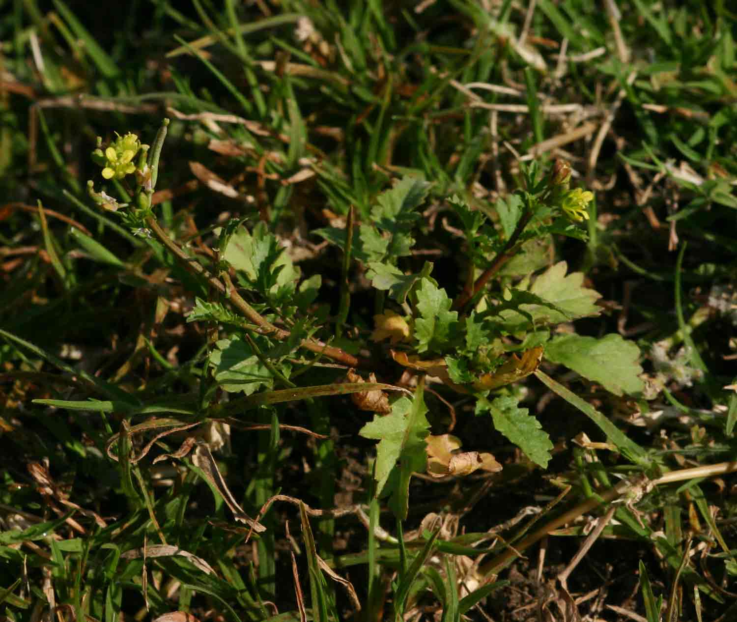 Rorippa micrantha Rorippa micrantha