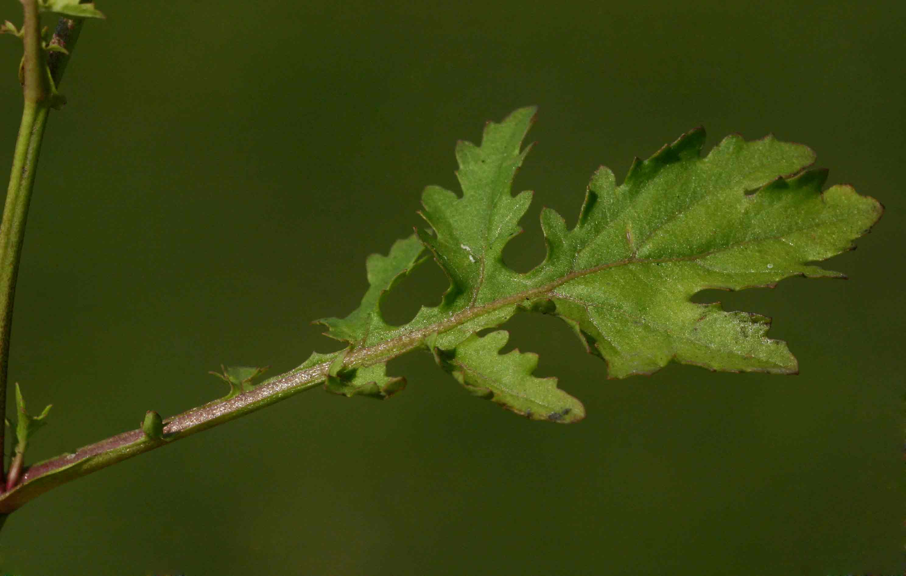 Rorippa micrantha Rorippa micrantha