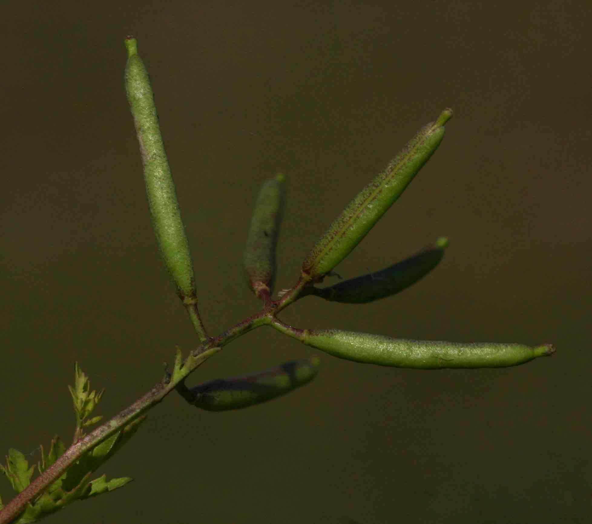 Rorippa micrantha Rorippa micrantha