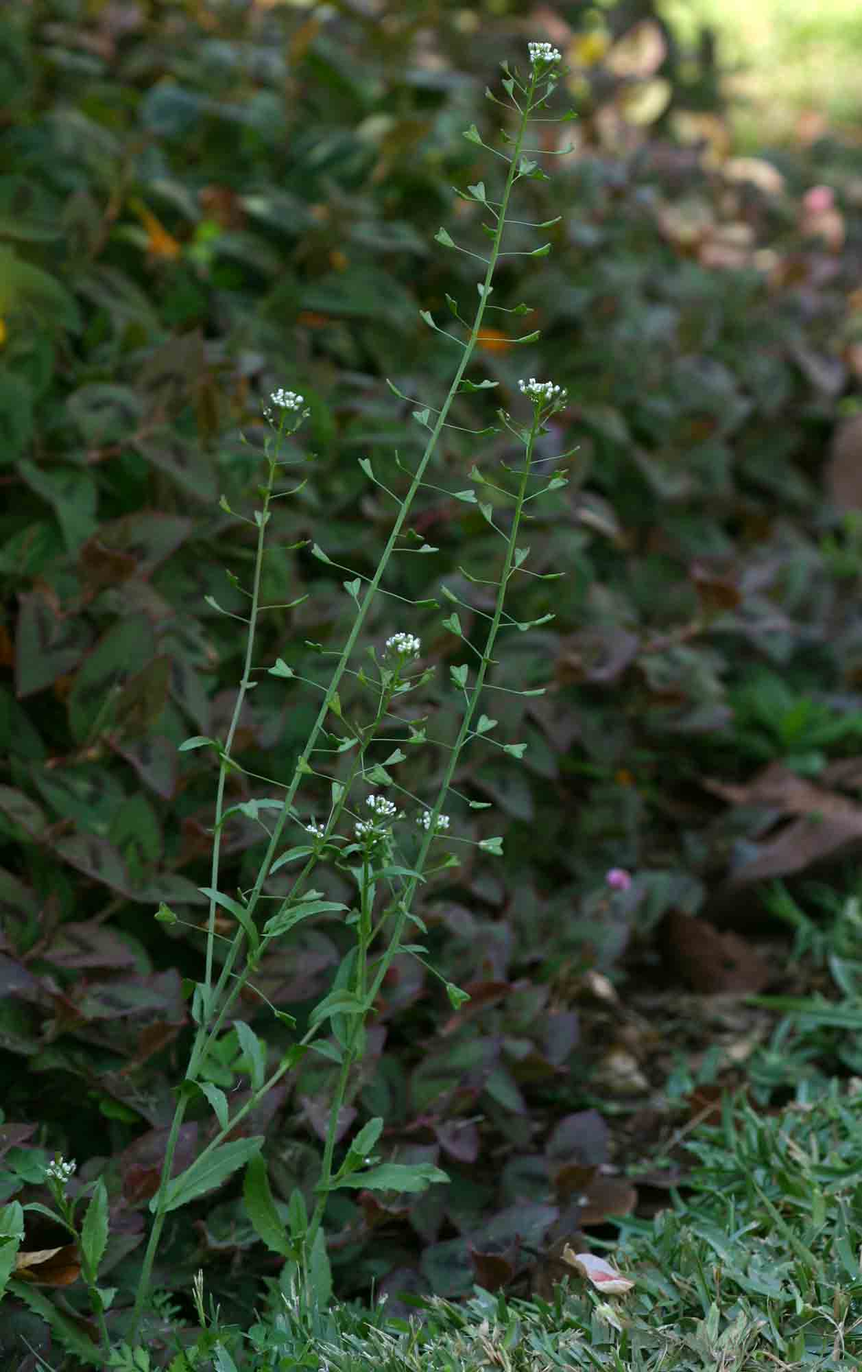 Capsella bursa-pastoris