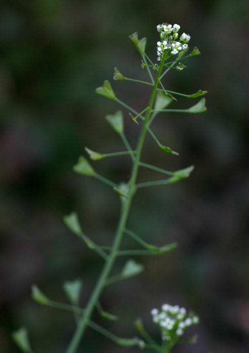 Capsella bursa-pastoris