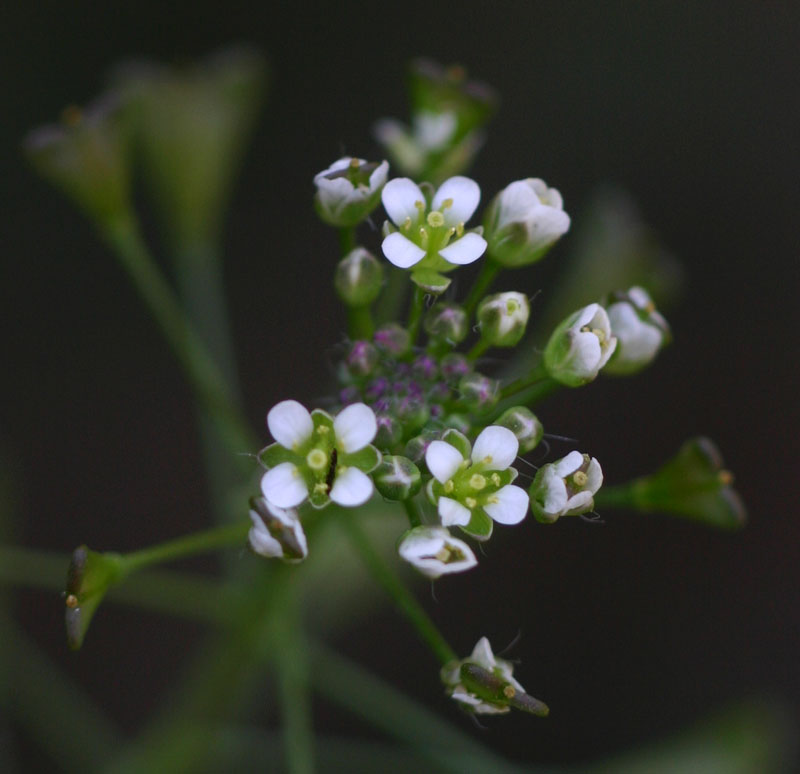 Capsella bursa-pastoris