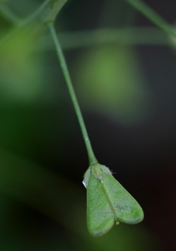 Capsella bursa-pastoris
