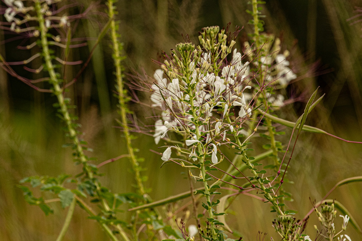 Cleome gynandra
