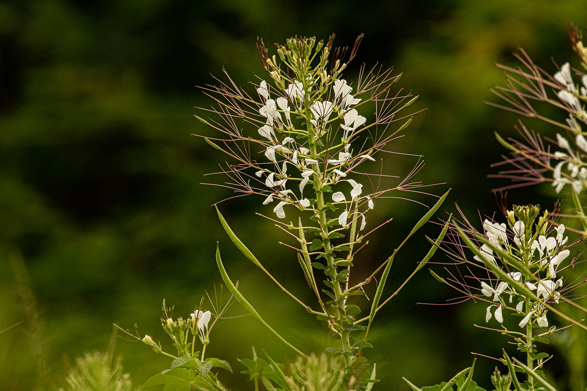 Cleome gynandra