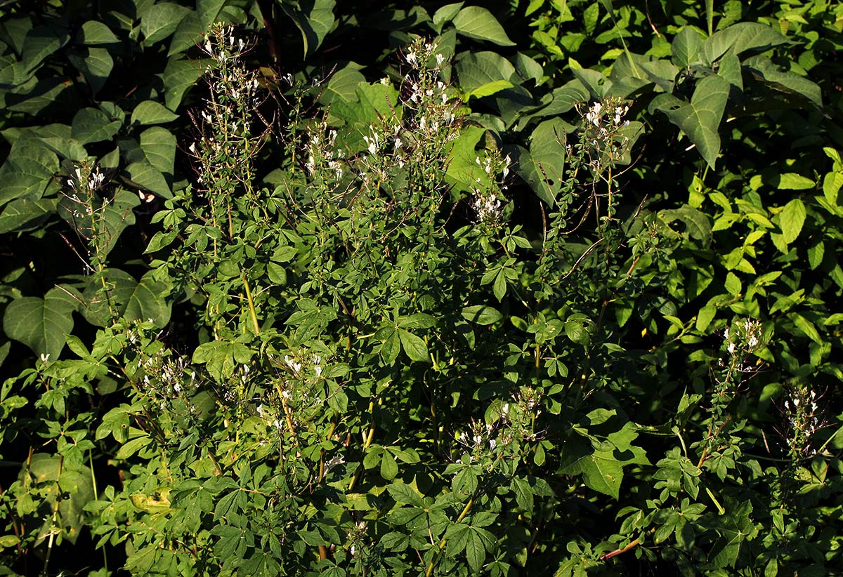 Cleome gynandra