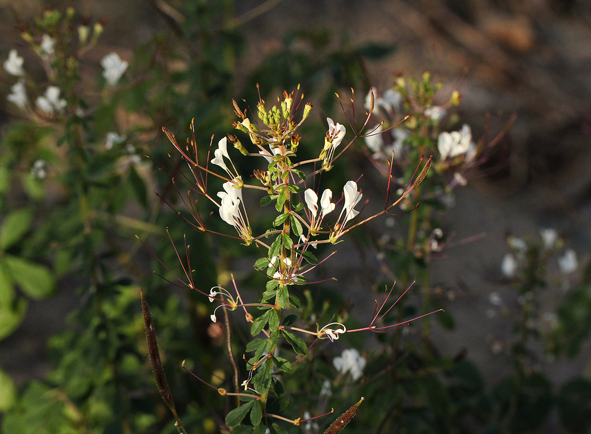 Cleome gynandra