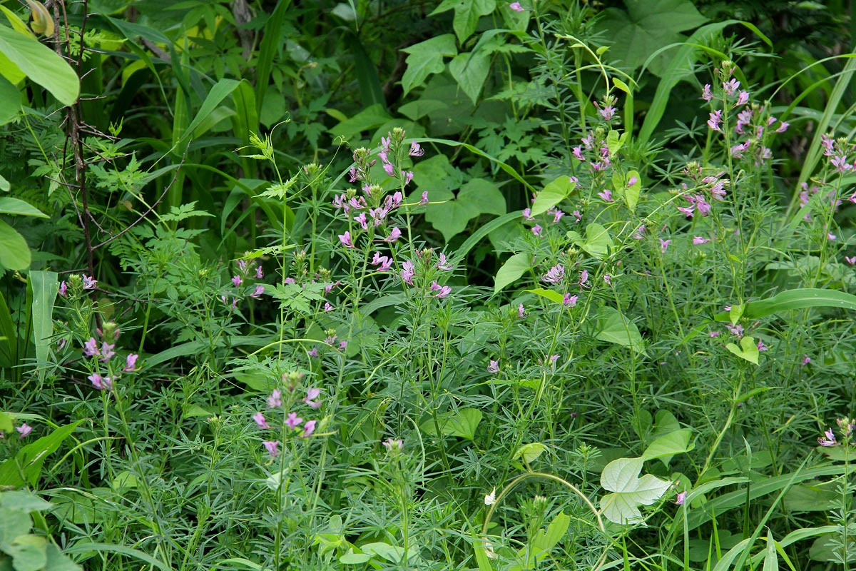 Cleome hirta