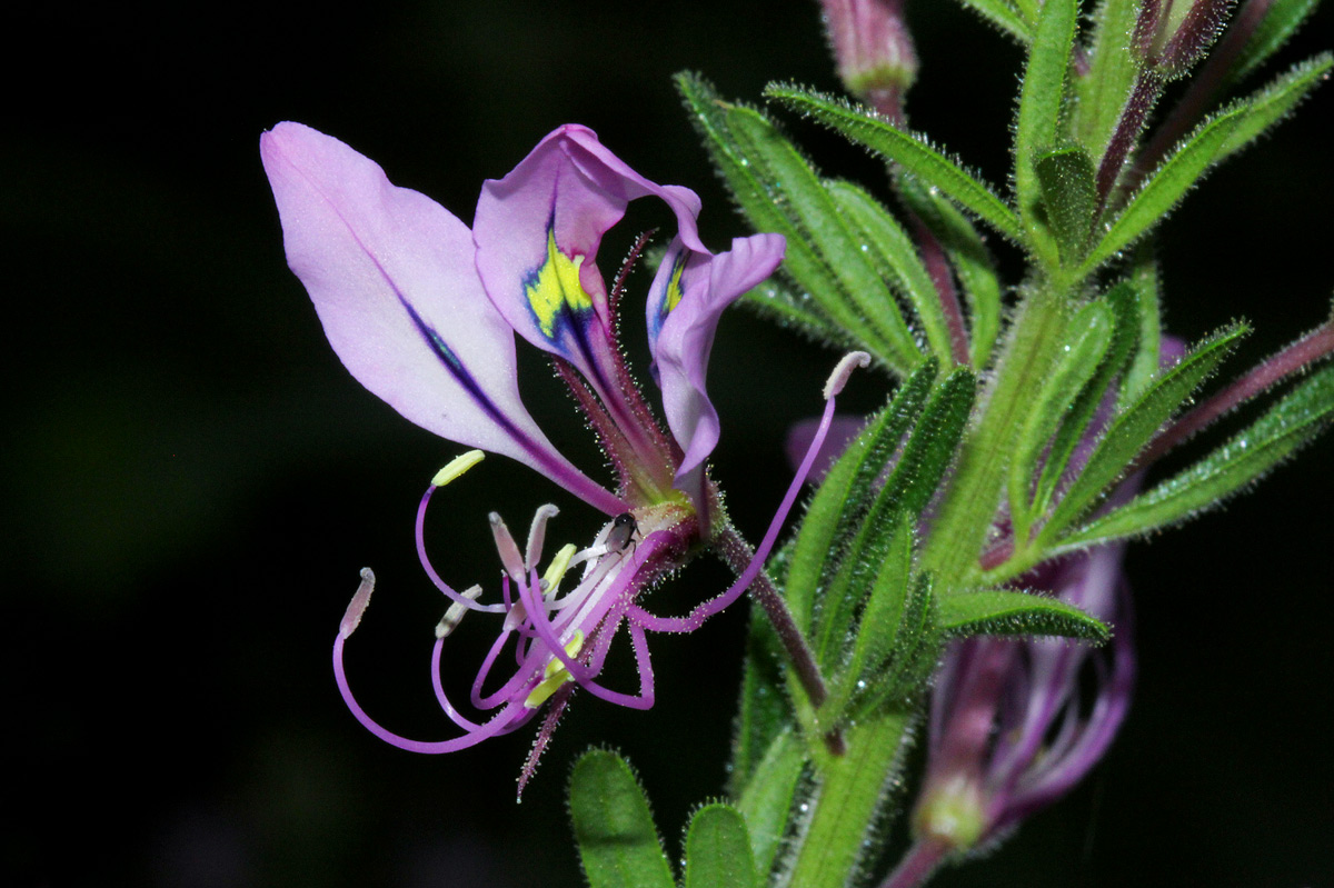 Cleome hirta