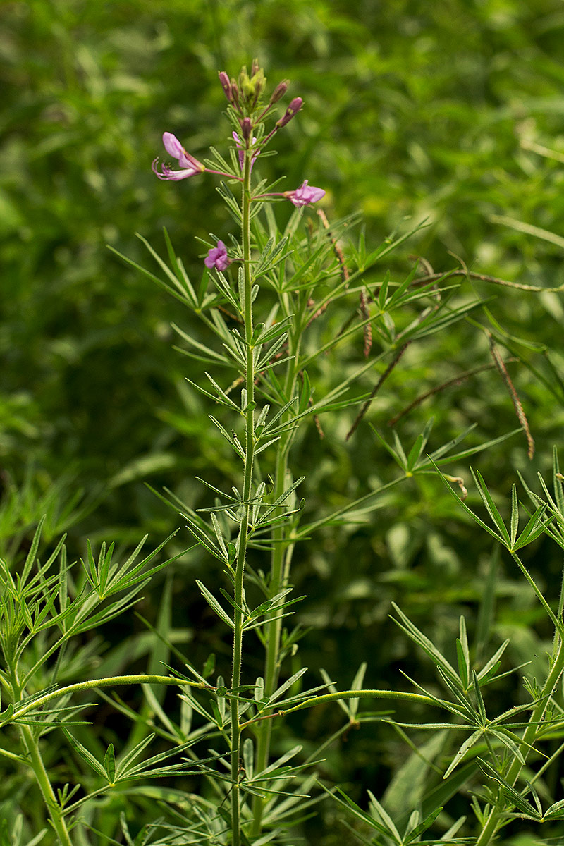 Cleome hirta