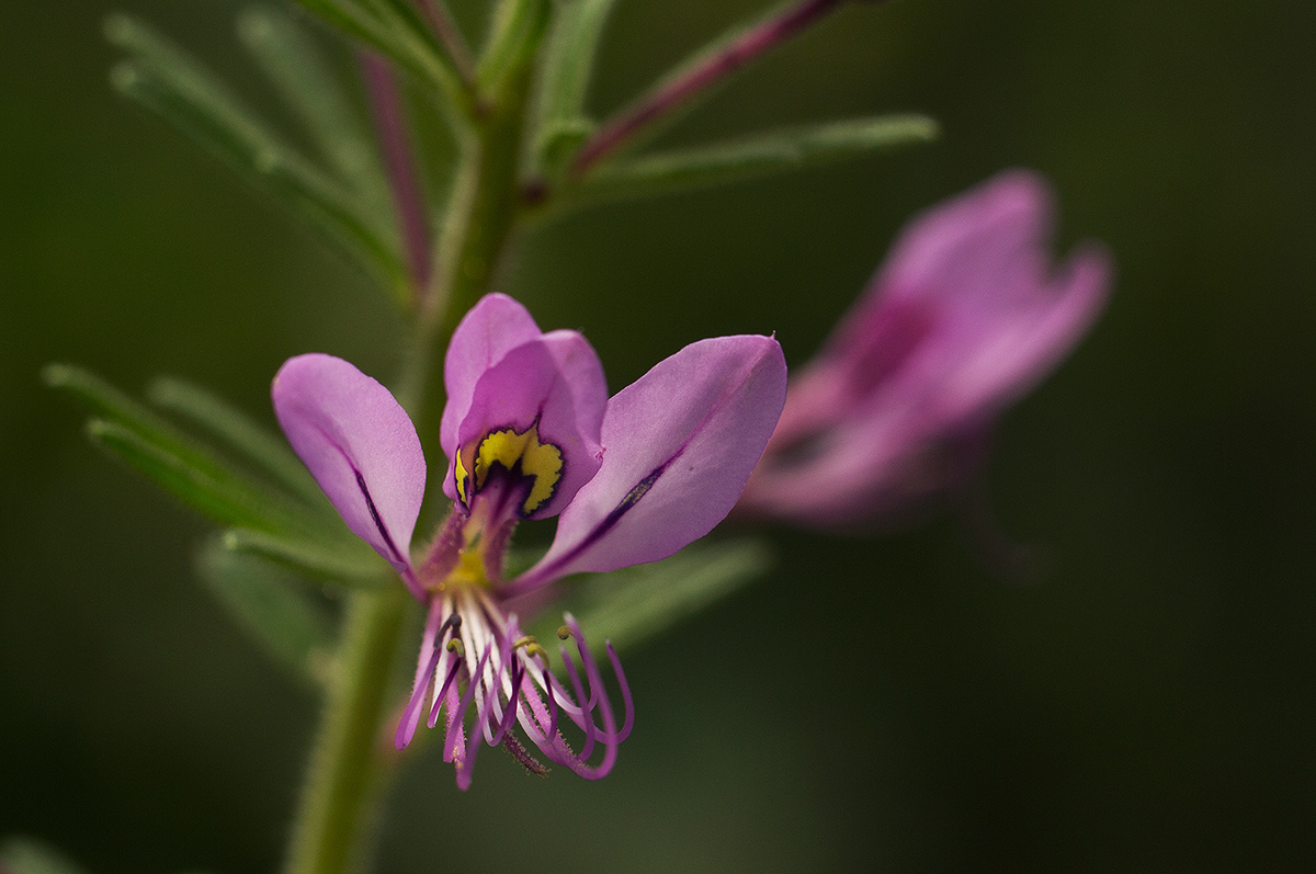 Cleome hirta