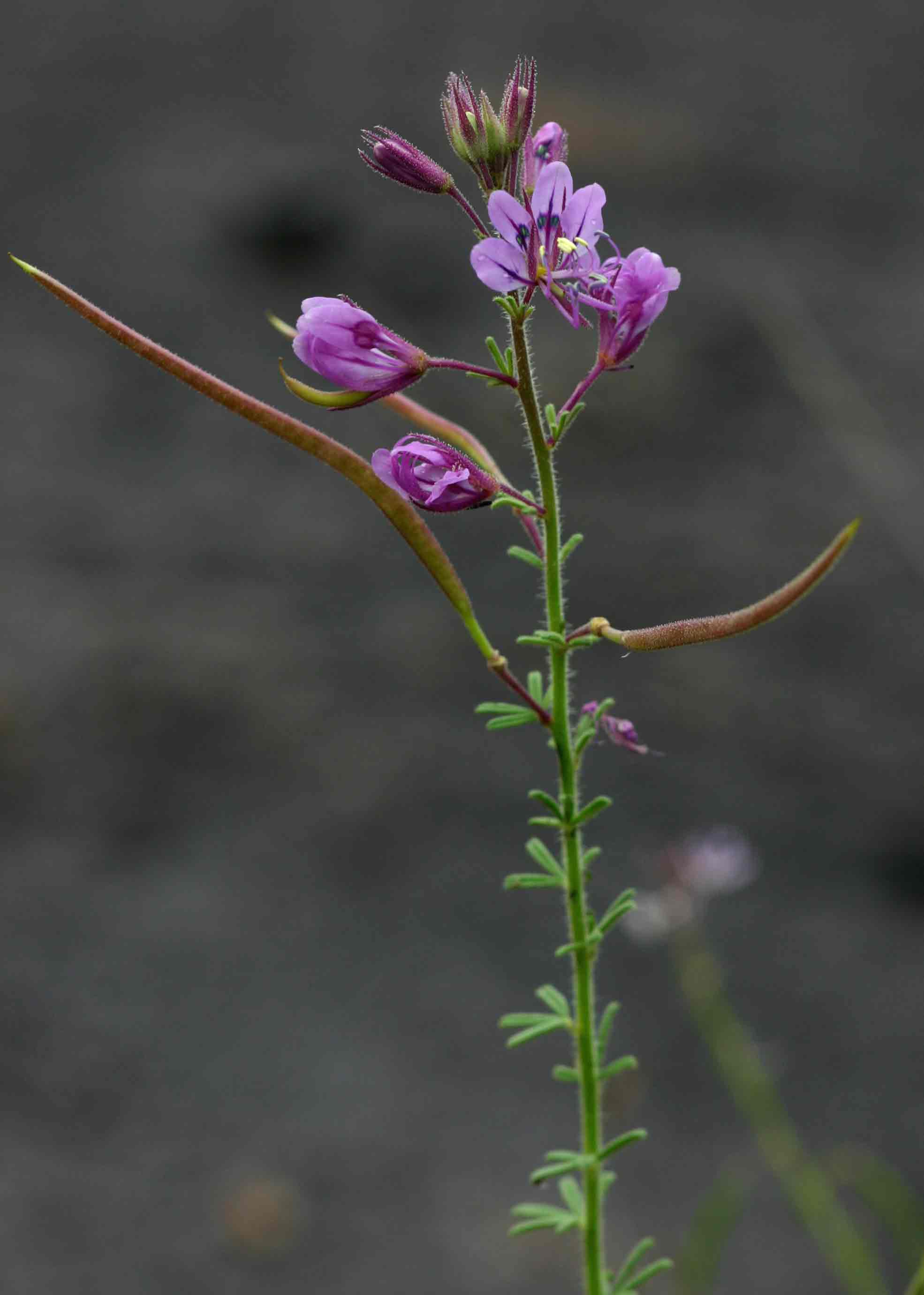 Cleome hirta