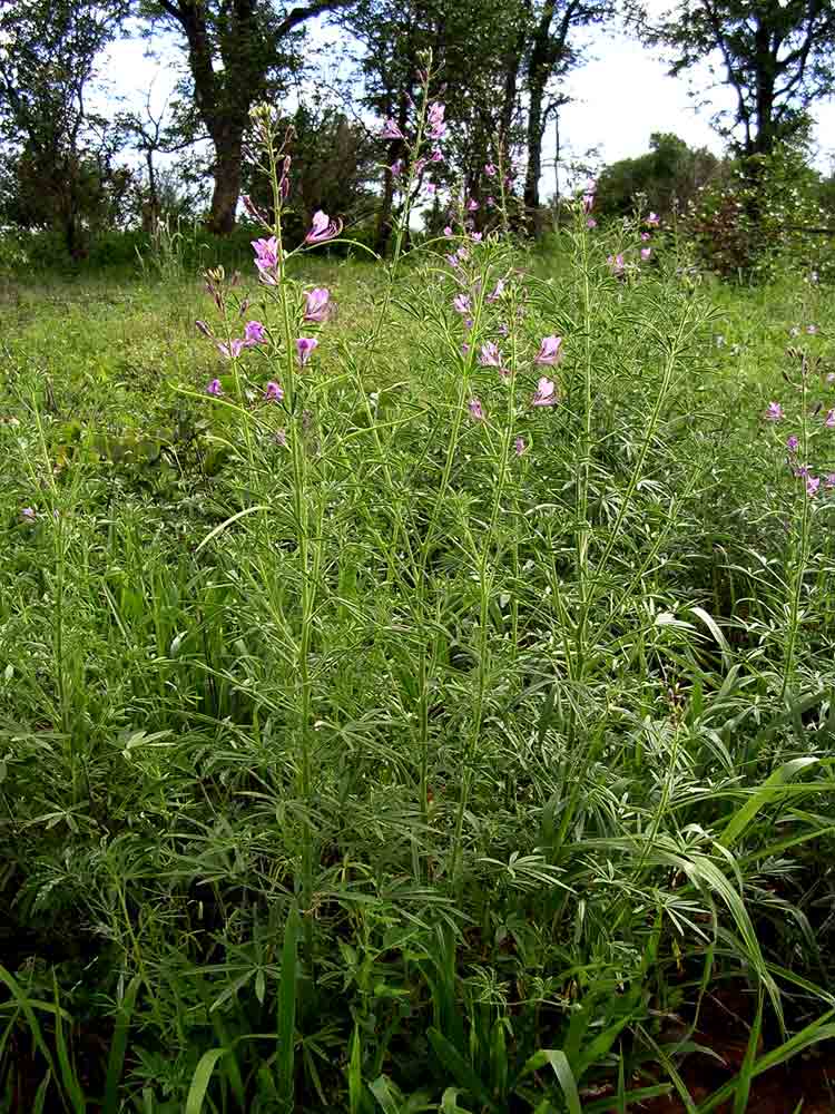 Cleome hirta