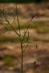 Cleome macrophylla