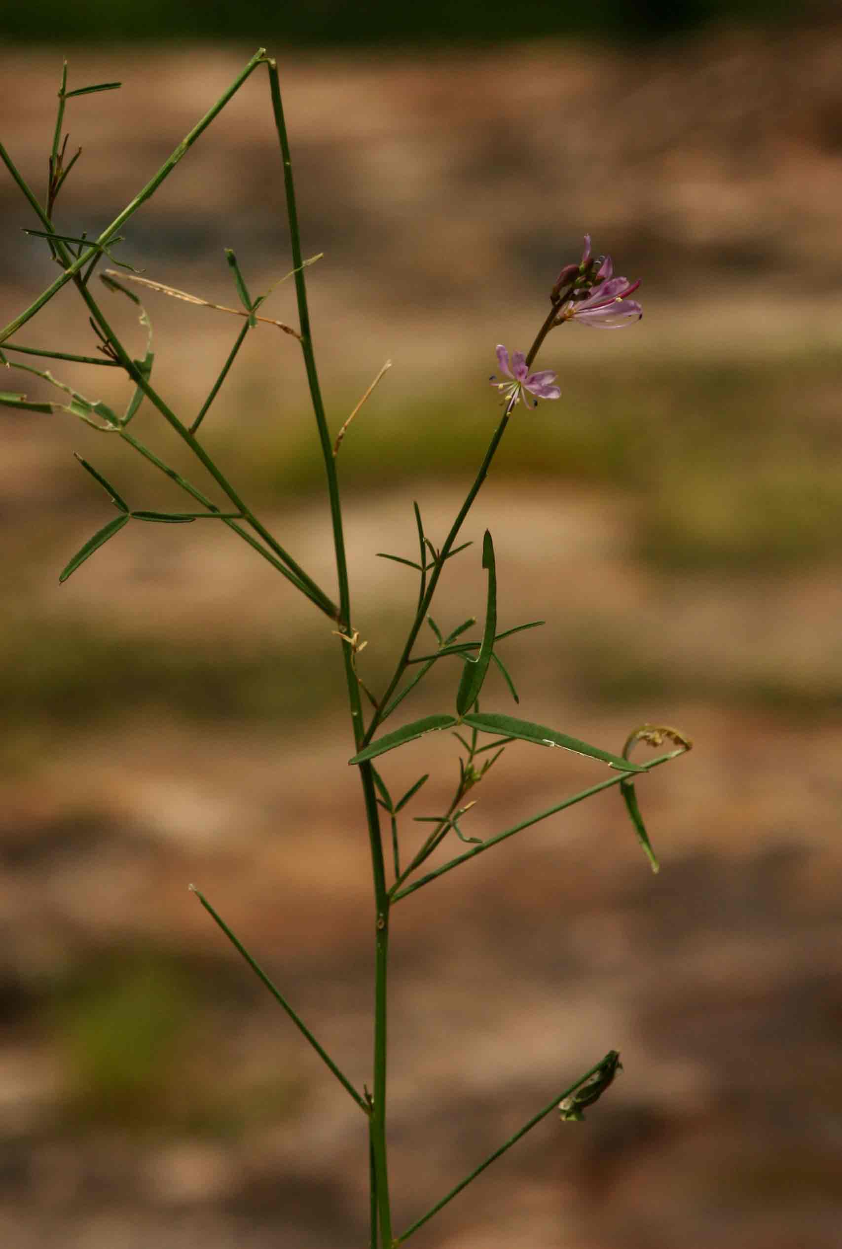 Cleome macrophylla