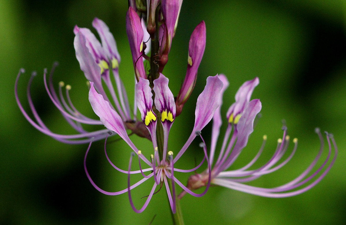 Cleome macrophylla