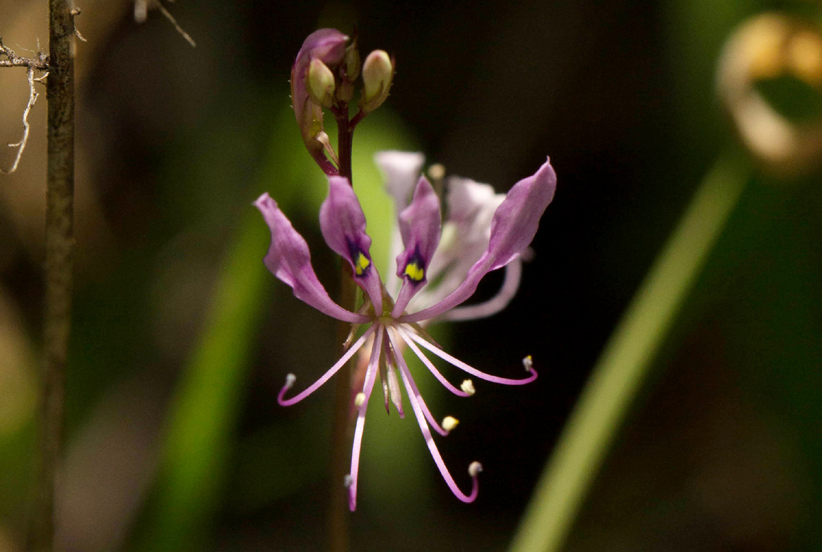 Cleome macrophylla