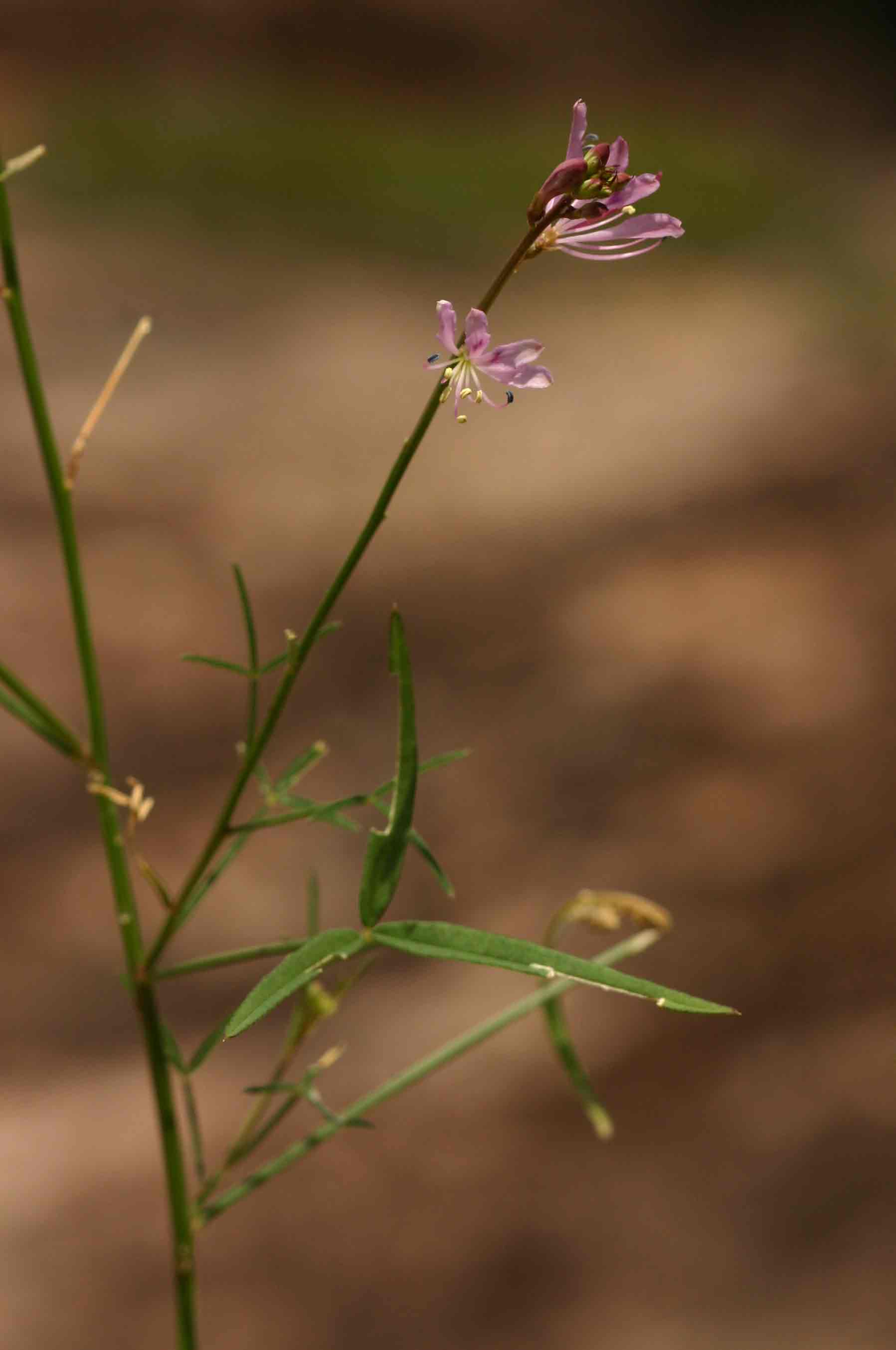 Cleome macrophylla