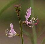 Cleome macrophylla