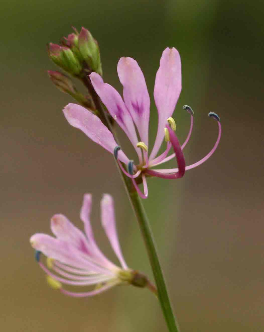 Cleome macrophylla