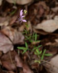 Cleome macrophylla
