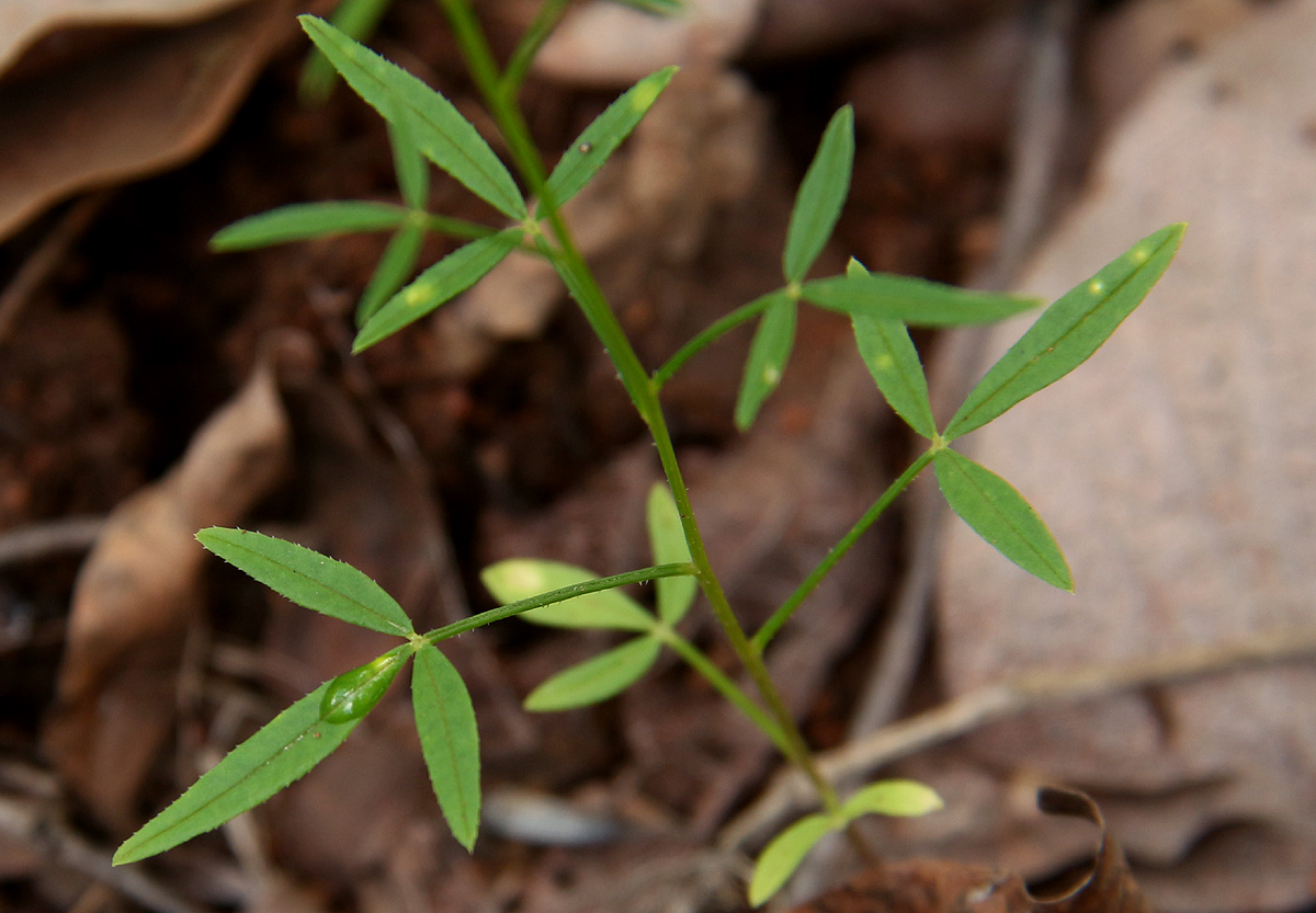 Cleome macrophylla