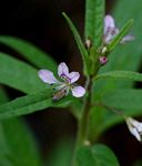Cleome monophylla