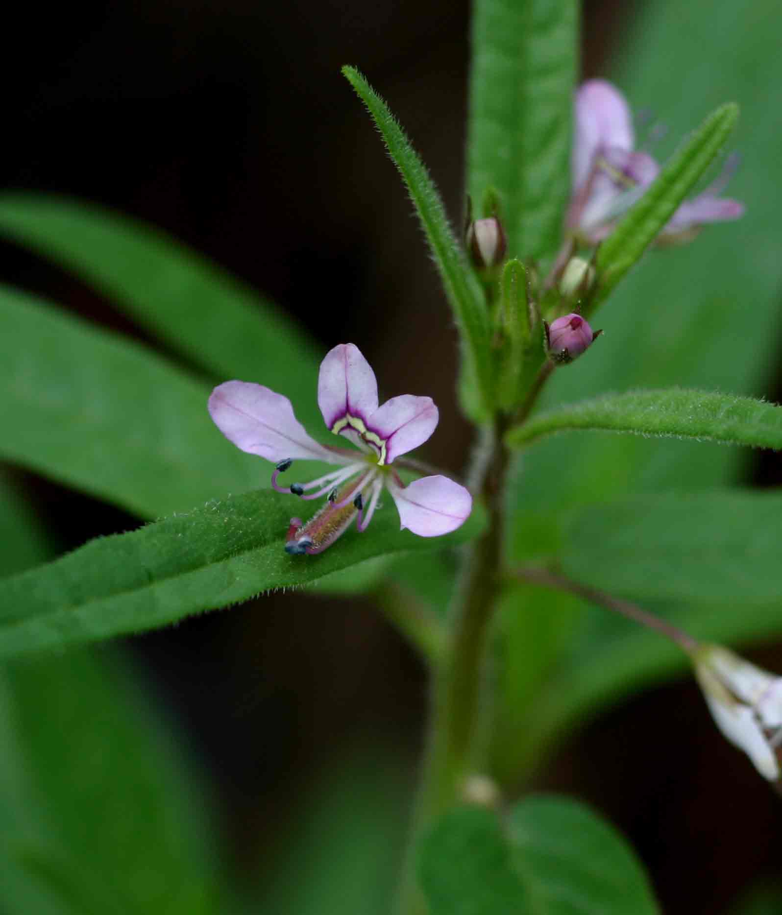 Cleome monophylla