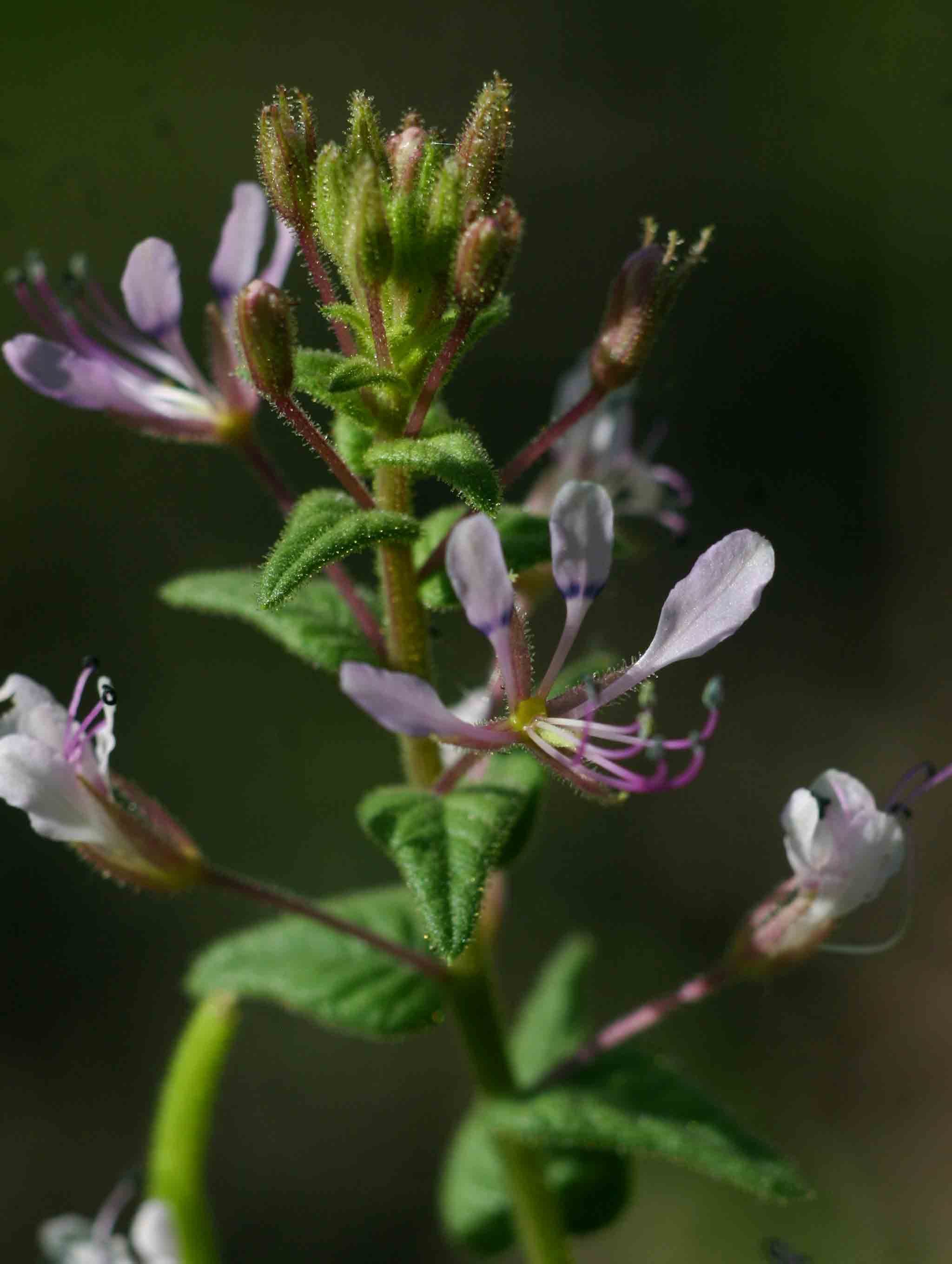 Cleome monophylla