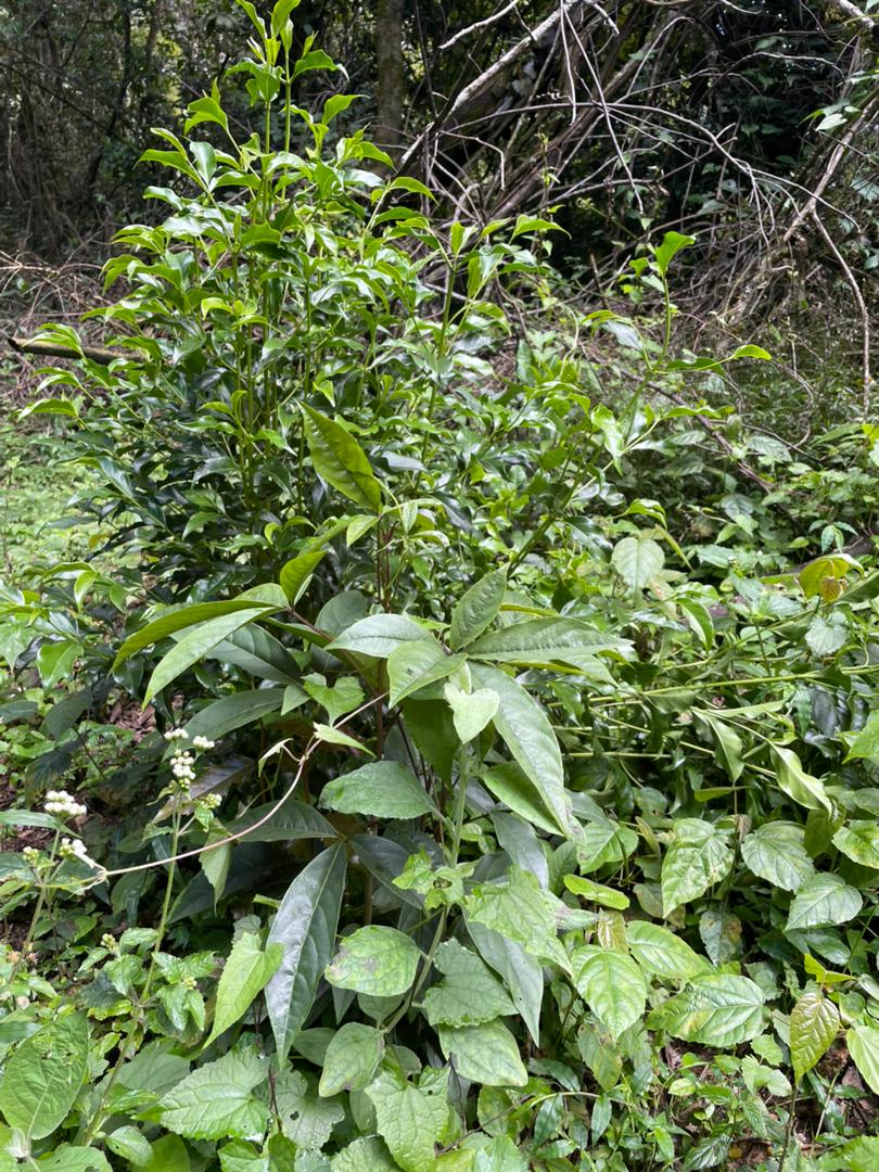 Ritchiea albersii Ritchiea albersii