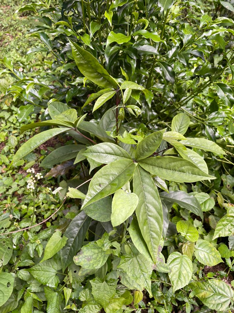 Ritchiea albersii Ritchiea albersii