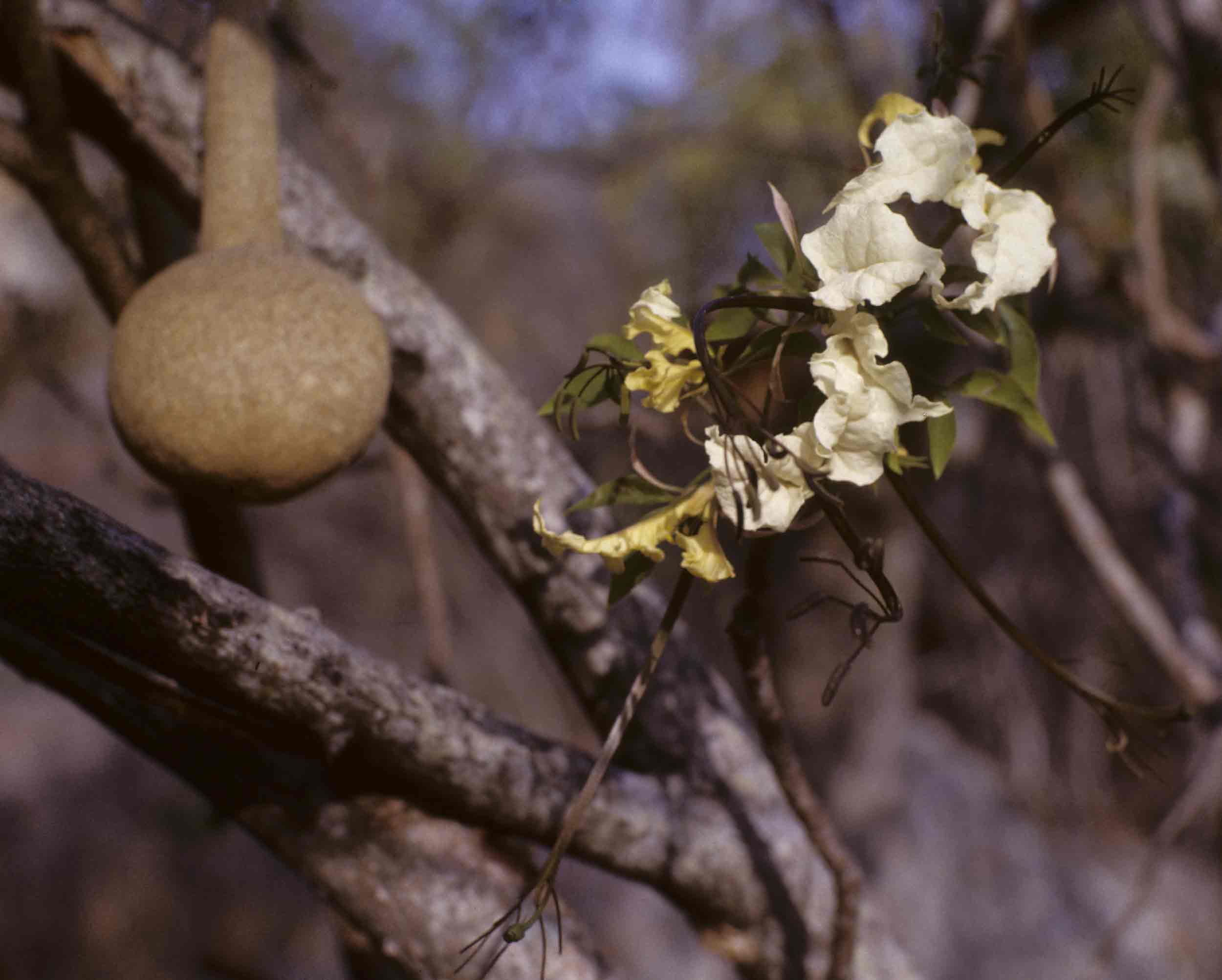 Cladostemon kirkii Cladostemon kirkii