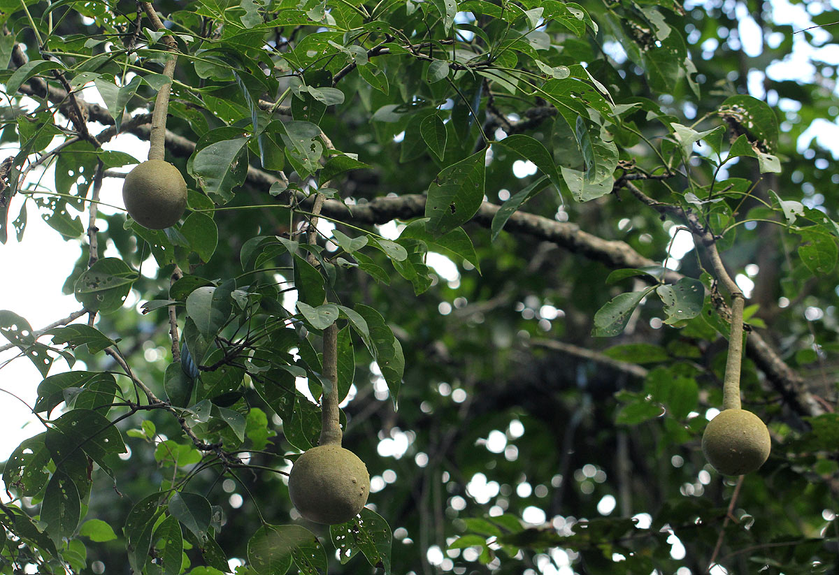 Cladostemon kirkii Cladostemon kirkii