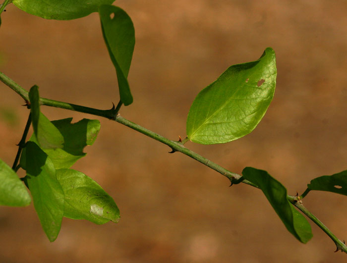 Capparis erythrocarpos var. rosea