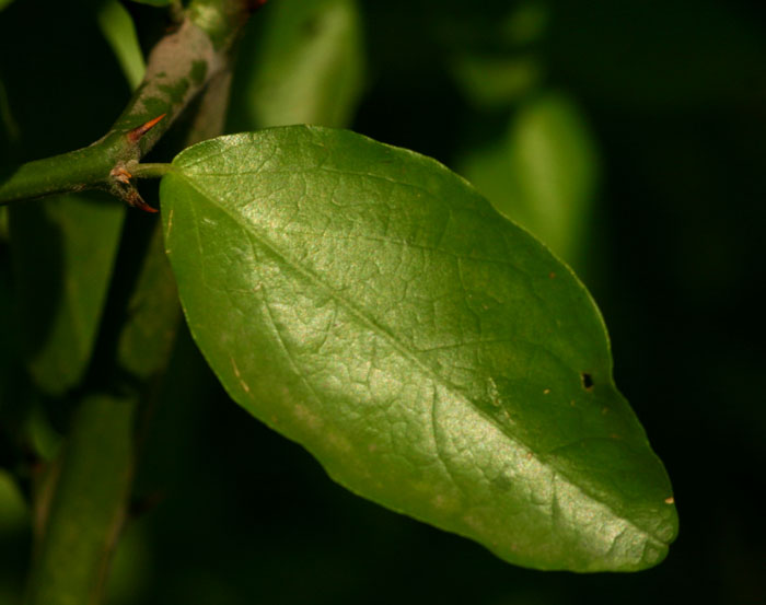 Capparis erythrocarpos var. rosea